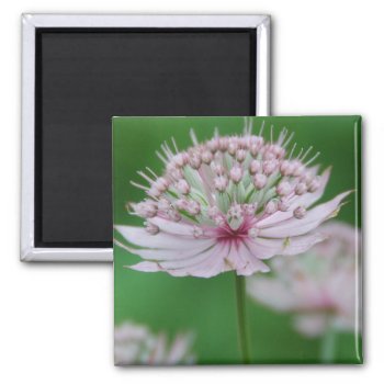 Pink Garden Magnet by pulsDesign at Zazzle
