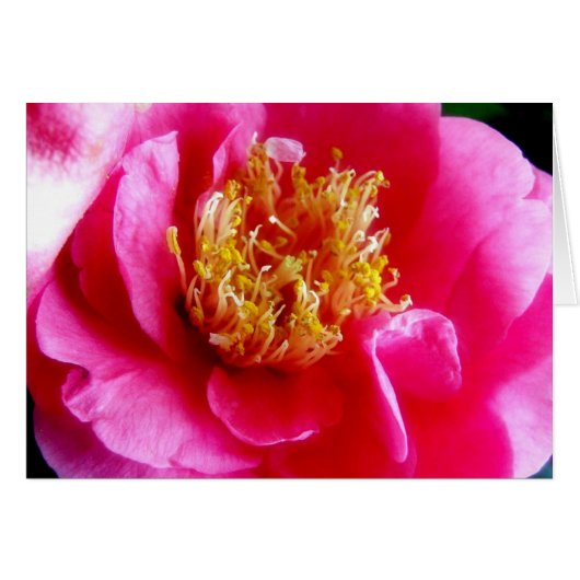 Pink Gardenia Macro Card (Front Horizontal)