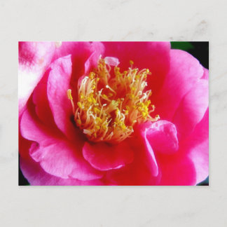 Pink Gardenia Macro Postcard