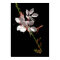 Pink Gaura Flower Poster