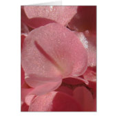 Pink geranium: almost solid Light pink (Front)