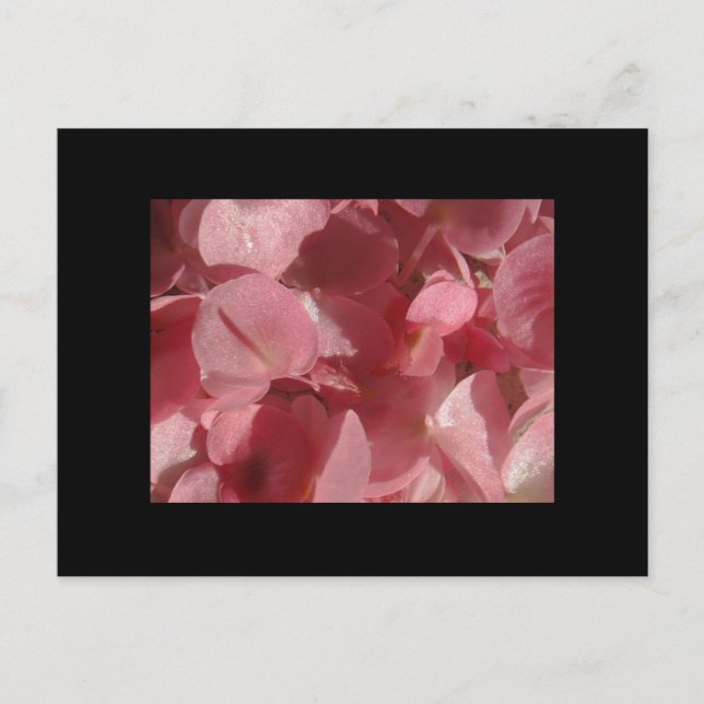 Pink geranium: almost solid Light pink Postcard (Front)
