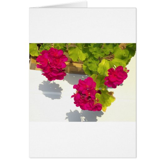Pink Geranium Cards (Front)