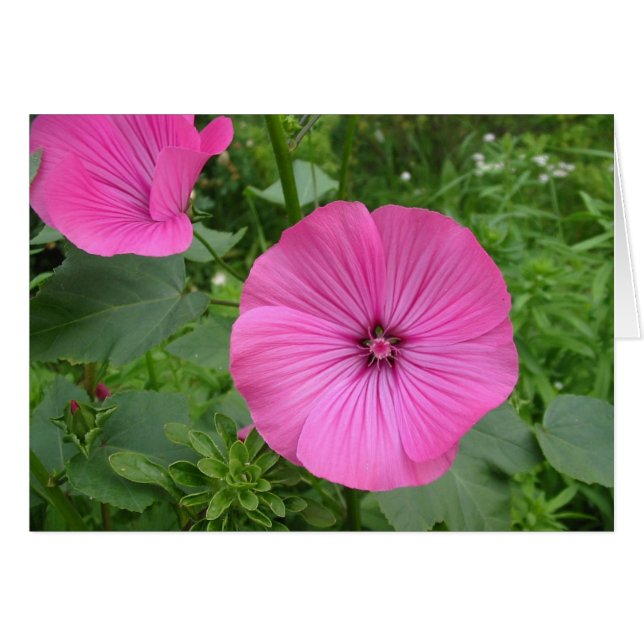 Pink Geranium Cards (Front Horizontal)