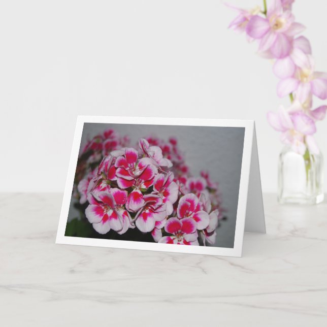 Pink Geranium Flowers, Floral Portrait Card (Orchid)