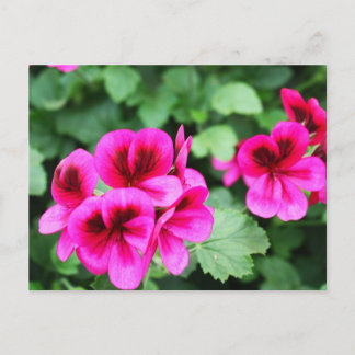 Pink Geranium Postcard