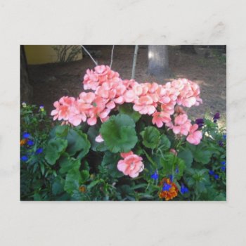 Pink Geranium Postcard by Rinchen365flower at Zazzle