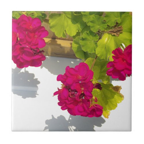 Pink Geraniums pretty hot pink flowers Ceramic Tile