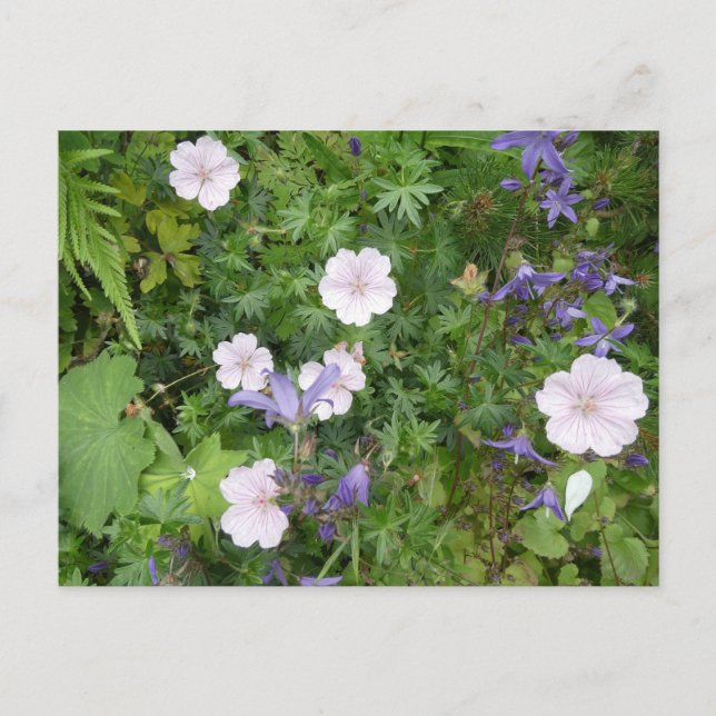 Pink Geraniums & Purple Campanula DIY Postcard (Front)