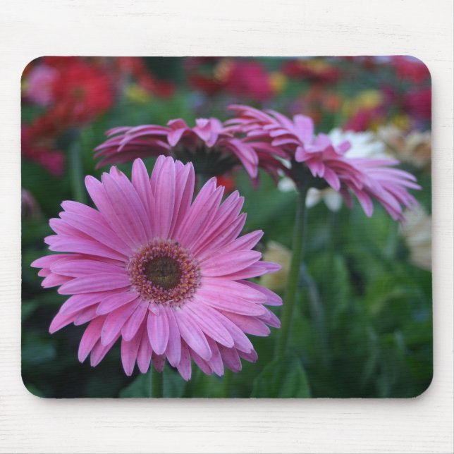 Pink Gerber Daisies colorful mousepad gift idea (Front)