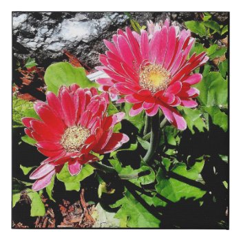 Pink Gerber Daisy Flower Photo Garden Faux Canvas Print by Susang6 at Zazzle