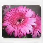 Pink Gerber Daisy Mouse Pad<br><div class="desc">Pink Gerber Daisy</div>