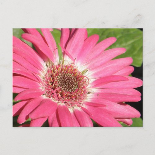 Pink Gerber Daisy Postcard