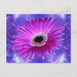 Pink Gerber Daisy Postcard