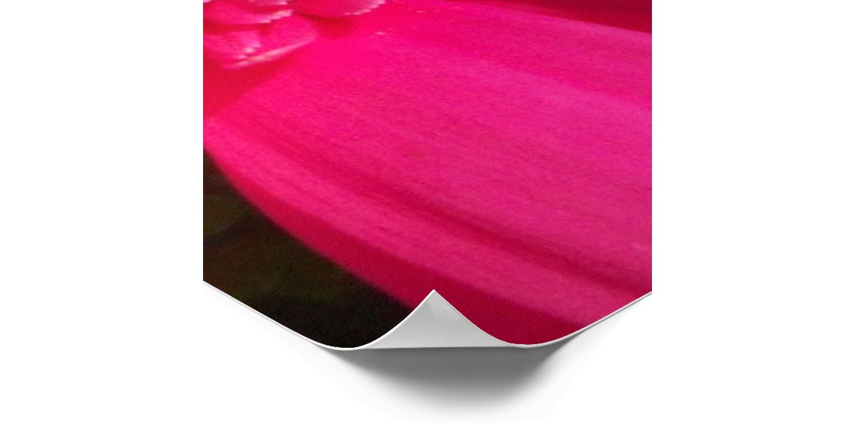 Pink Gerber Daisy Poster | Zazzle
