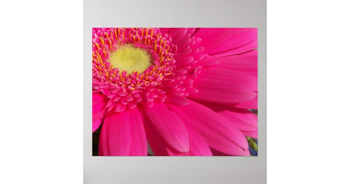Pink Gerber Daisy Poster | Zazzle