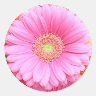 Pink Gerber Daisy Stickers
