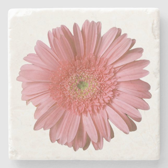 Pink Gerber Daisy Stone Coaster (Front)