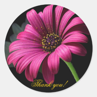 Pink Gerber Thank you! Classic Round Sticker