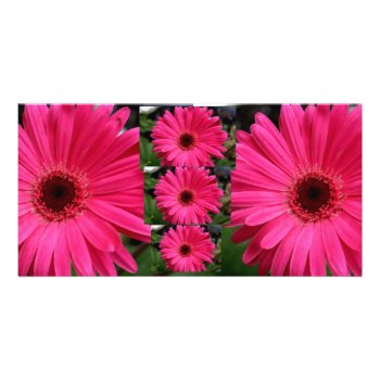 Pink Gerbera Daisies Card by kkphoto1 at Zazzle