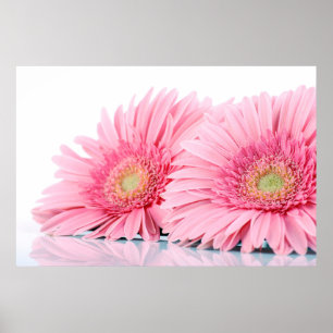 Pink Gerbera Daisies Elegant Photography Poster
