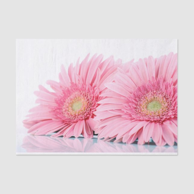 Pink Gerbera Daisies Elegant Photography Tissue Paper (Front)