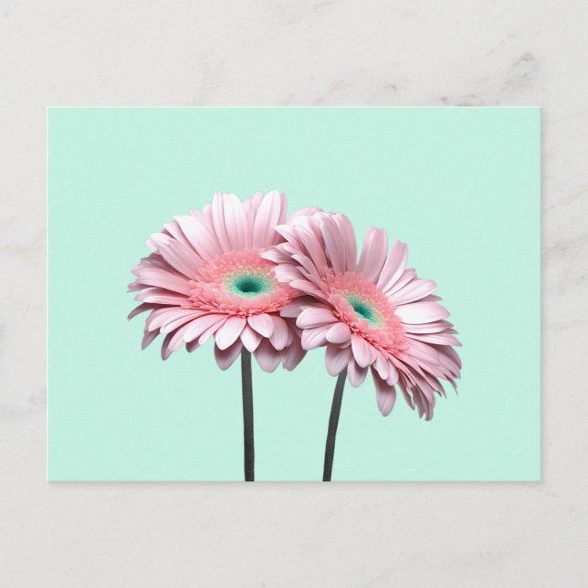 Pink Gerbera Daisies Postcard (Front)