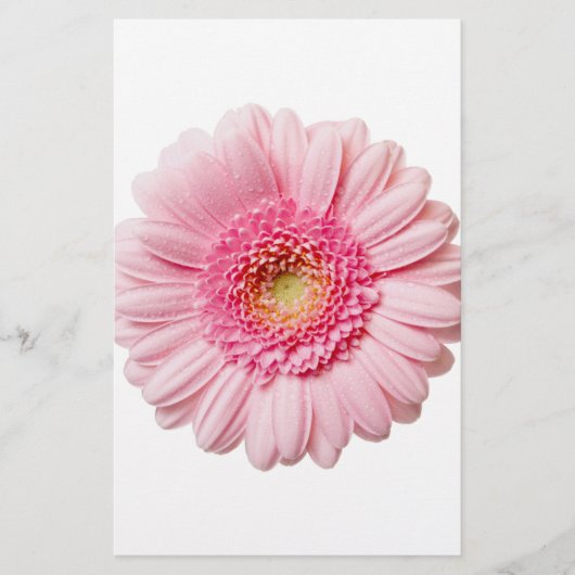 Pink Gerbera Daisy (Front)