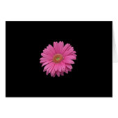 Pink Gerbera Daisy (Front Horizontal)