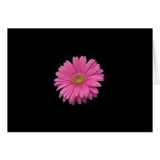 Pink Gerbera Daisy