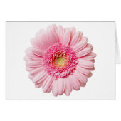 Pink Gerbera Daisy (Front Horizontal)
