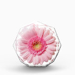Pink Gerbera Daisy Acrylic Award<br><div class="desc">Add some pink to your life!</div>