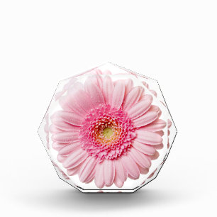 Pink Gerbera Daisy Acrylic Award