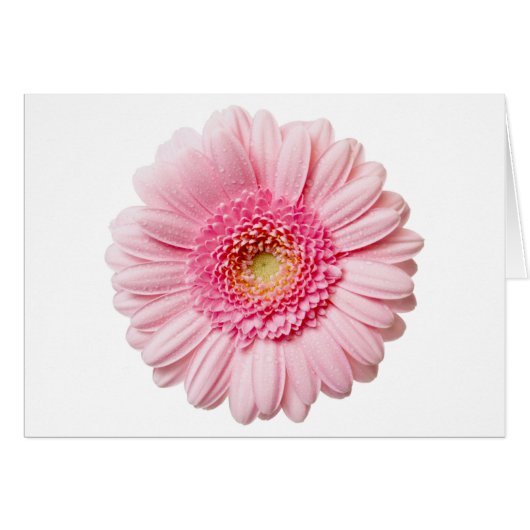Pink Gerbera Daisy Cards (Front Horizontal)
