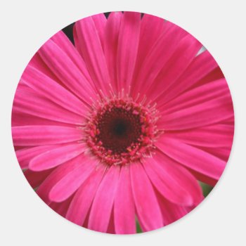 Pink Gerbera Daisy Classic Round Sticker by kkphoto1 at Zazzle
