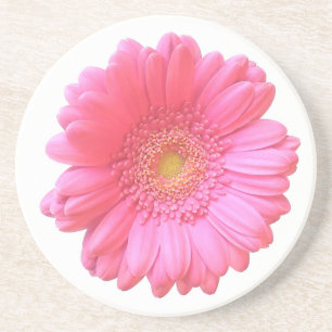 Pink gerbera daisy drink coaster