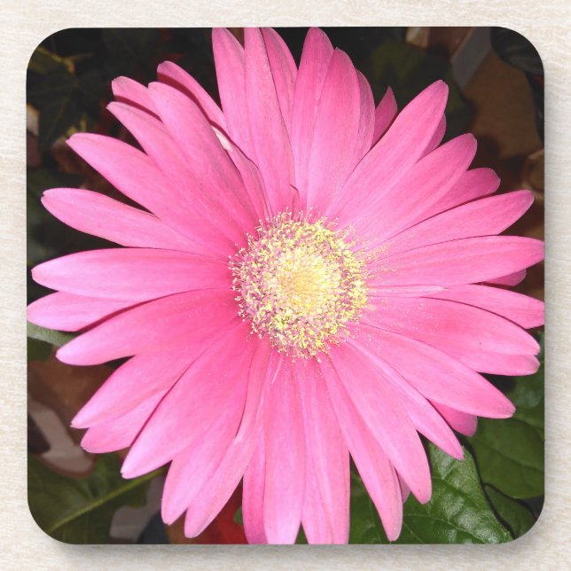 Pink Gerbera Daisy Flower Coaster (Front)