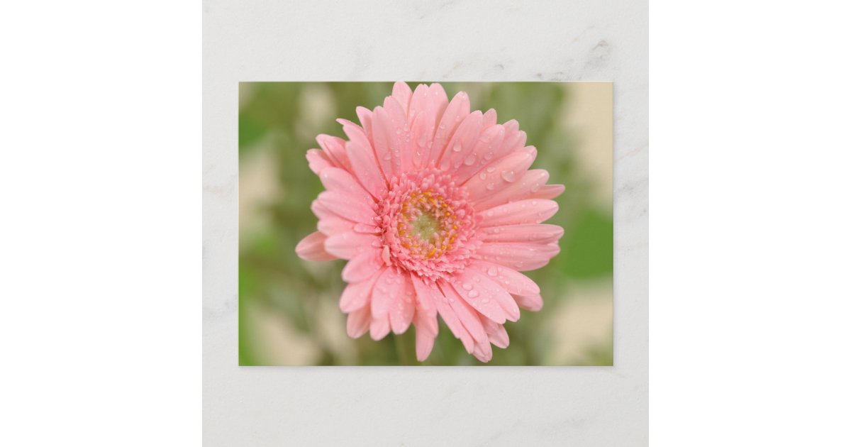 Pink Gerbera Daisy Flower Greeting Postcard | Zazzle