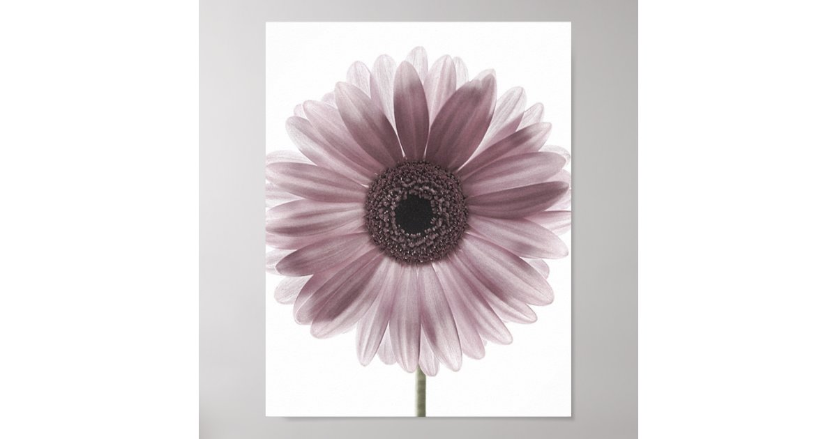 Pink Gerbera Daisy Flower Photo Art Poster | Zazzle