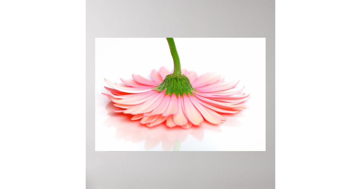 Pink Gerbera Daisy Flower Photograph Poster | Zazzle
