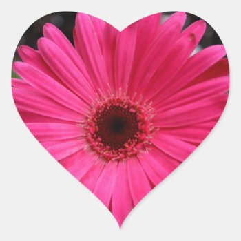 Pink Gerbera Daisy Heart Heart Sticker by kkphoto1 at Zazzle