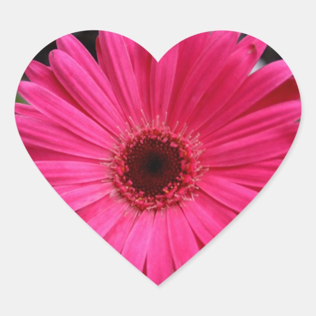 Pink Gerbera Daisy Heart Heart Sticker (Front)