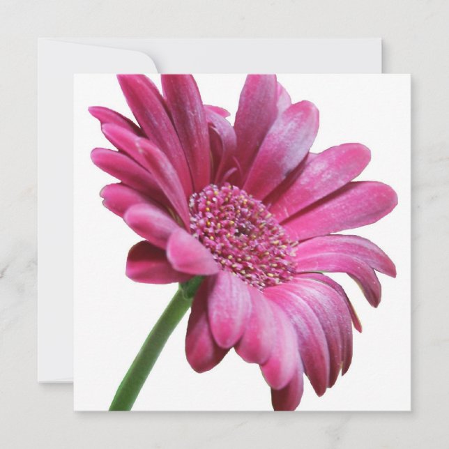 Pink Gerbera Daisy Invitation (Front)