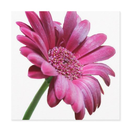 Pink Gerbera Daisy Invitation