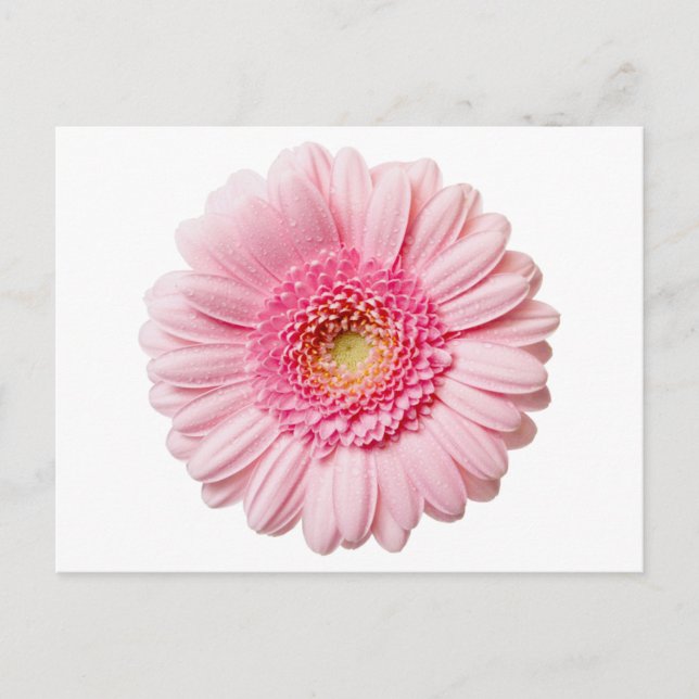 Pink Gerbera Daisy Postcard (Front)