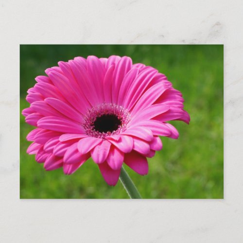Pink Gerbera Daisy Postcard