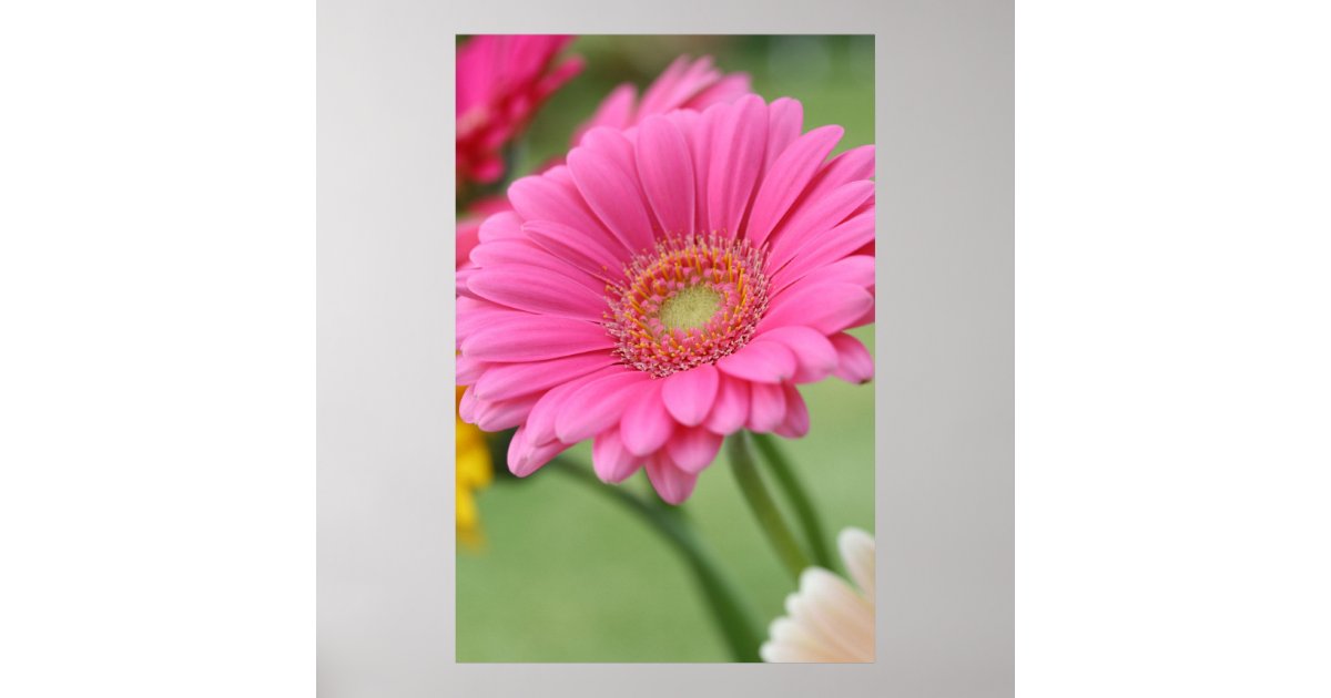 Pink Gerbera Daisy Poster Print | Zazzle