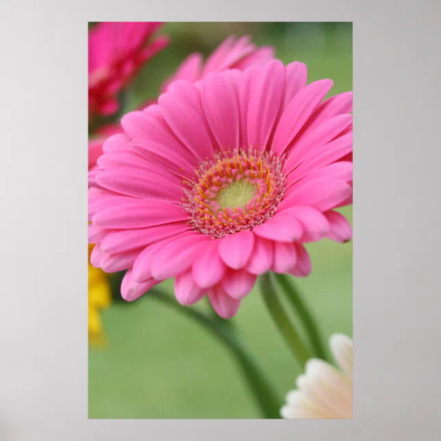 Pink Gerbera Daisy Poster Print | Zazzle