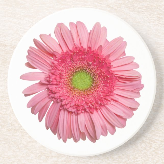 Pink Gerbera Daisy Sandstone Coaster (Front)
