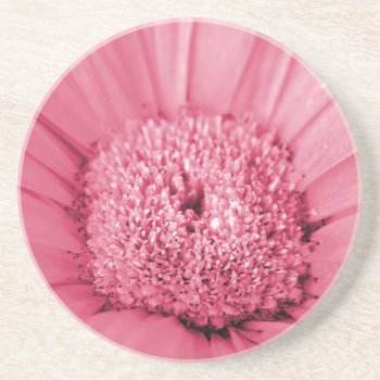 Pink Gerbera Daisy Sandstone Coaster by artinphotography at Zazzle